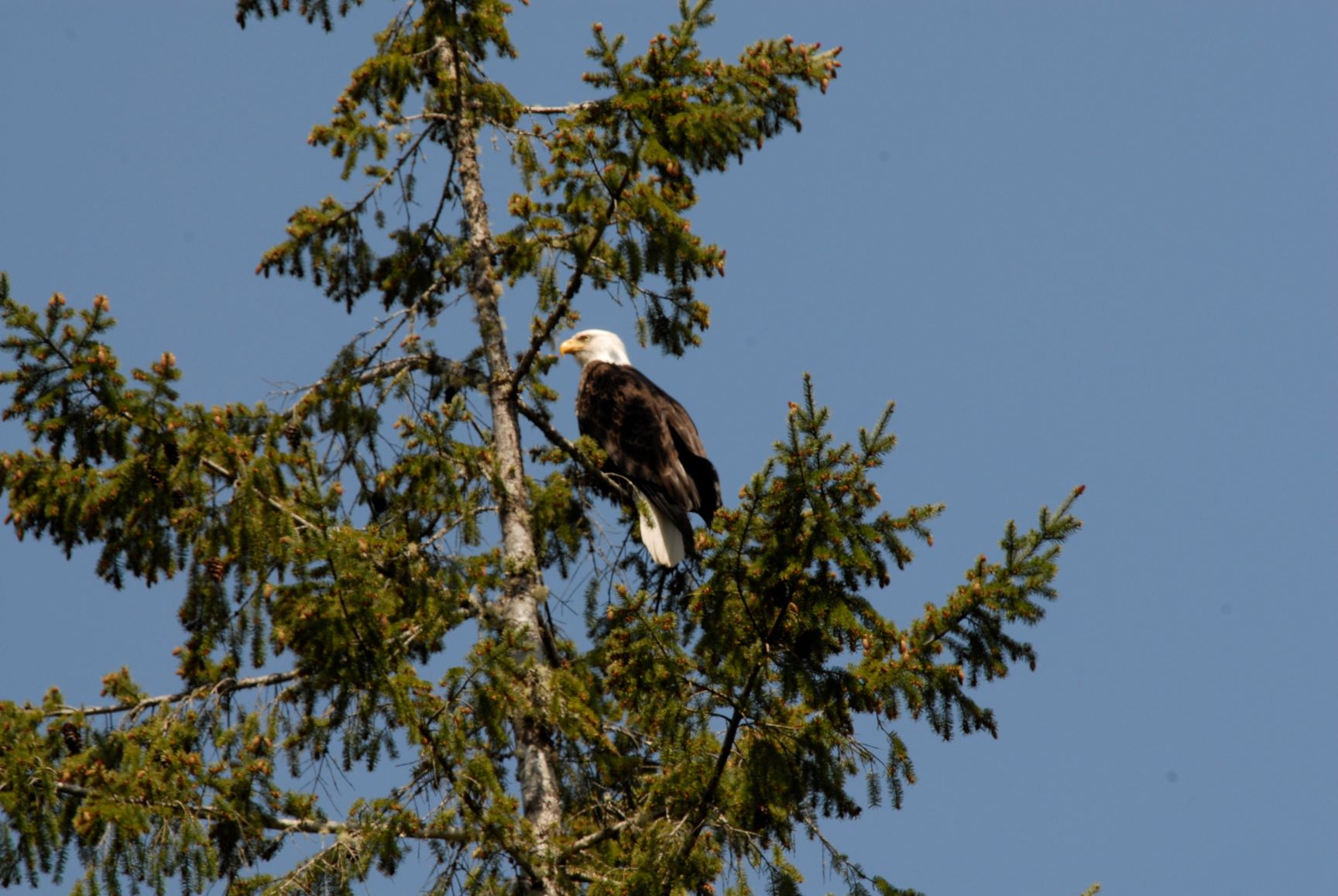 are bald eagles scavengers